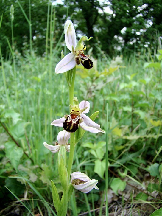 bee
